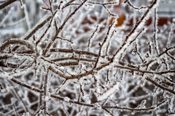 Fresh frost on tree branches on a frosty winter morning.