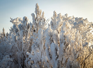 Fresh frost on tree branches on a frosty winter morning.