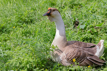 Goose