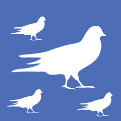 white pigeon on a blue background