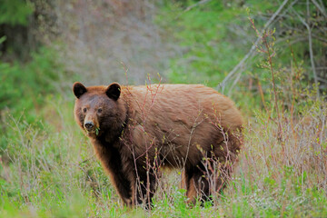 Cinnamon colored Black bear in the forest.