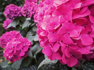 Obraz premium pink hydrangea flowers