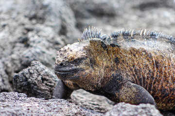 island marine iguana