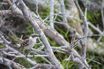 bird on a branch