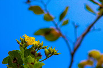 yellow flowers against blue sky
