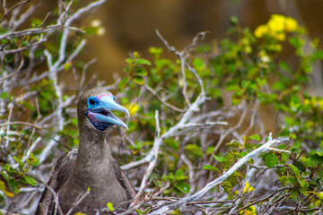 bird in the grass
