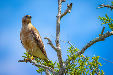 red tailed hawk