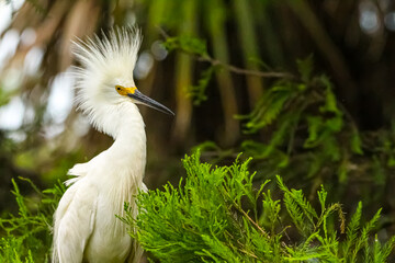 Snowy Egret