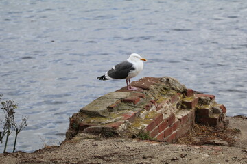 Seagull on a Rock