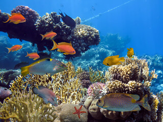 Beautiful underwater photo of colorful coral reef and fishes