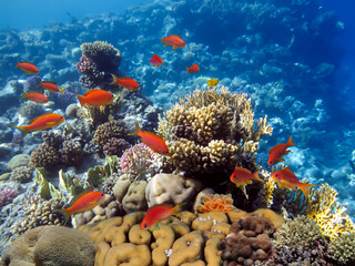 Beautiful underwater photo of colorful coral reef and fishes © vlad61_61