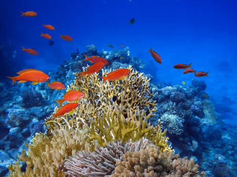 Beautiful underwater photo of colorful coral reef and fishes