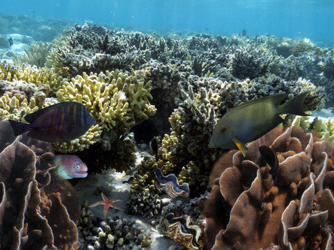 Beautiful underwater photo of colorful coral reef and fishes