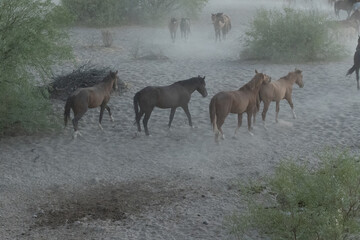 Wild horse in the middle in the desert 