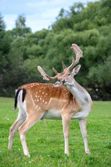 beautiful male buck Fallow deer (Dama dama) on green lawn against natural landscape background
