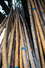 Pile of bamboo or bamboo pole on a big tree
