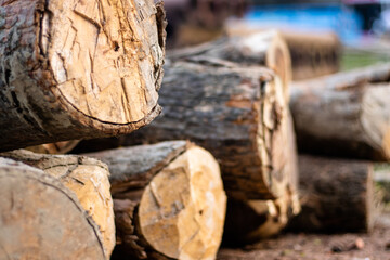 Pile of long cut down trees on the ground