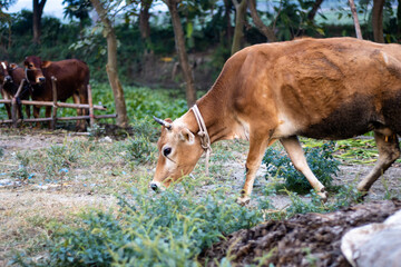Naklejka na ściany i meble A red cow walking toward the field