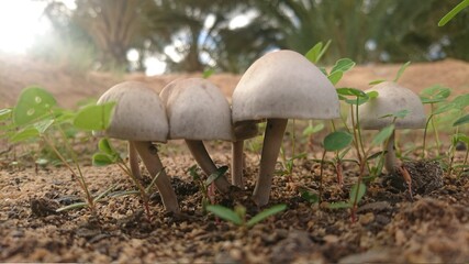 mushroom in the grass