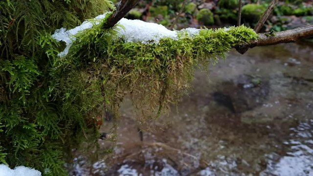Mit Schnee bedeckte Moosiger Ast