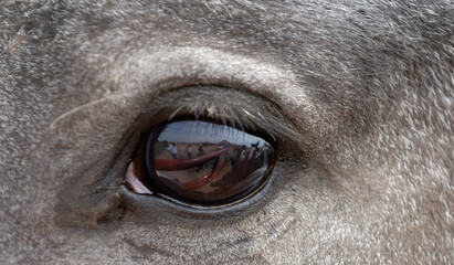 Fototapeta premium horse eye very close up with reflection in equine eye filling frame horizontal format