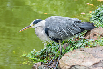 Gray heron near to the water in park