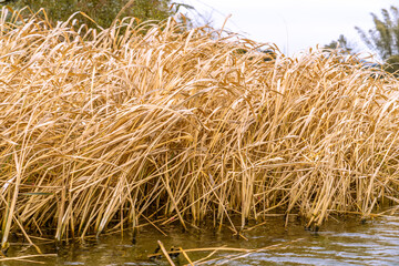 The golden reeds by the water in autumn