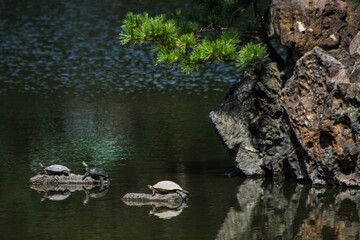 Fototapeta na wymiar turtles on the pond