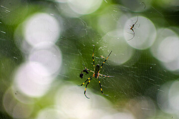 spiders on a web