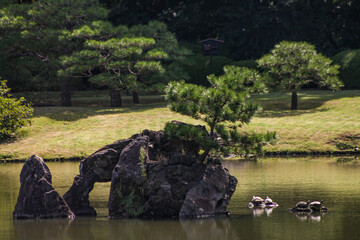 garden with pond