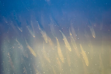 Chum salmon ( Oncorhynchus keta ) swims down to spawn. Iska river. Khabarovsk Krai, far East, Russia.