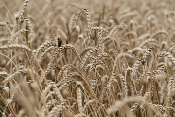 wheat ears ripened, bread production, wheat cultivation. High quality photo