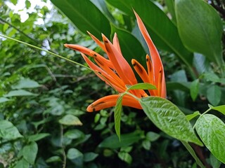 beautiful flower with green leaf