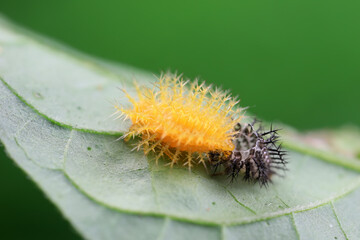 Ladybug larvae live on weeds