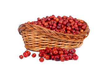 Indian Fruit Red Berry Also Know as Bor, Bora or Bore Isolated on White Background