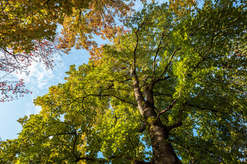 朝の公園の風景　12月
