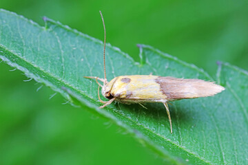 Moths inhabit wild plants in North China