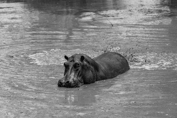 HIppo marking territory in a pond - Zambia
