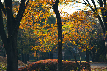 朝の公園の風景　12月