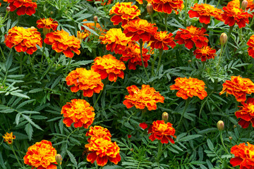 Naklejka premium Red-orange flowers of calendula in the garden in autumn.