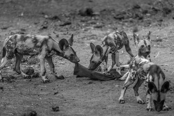Wild dog pups playing with tsetse cloth - Zambia