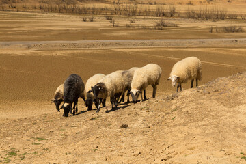 Flock of sheep in an arid environment. Desert. Global warming.