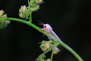 Moths on leaves in nature, North China Plain
