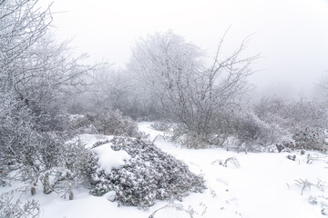 Frozen trees in winter forest