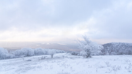 Frozen trees in winter forest