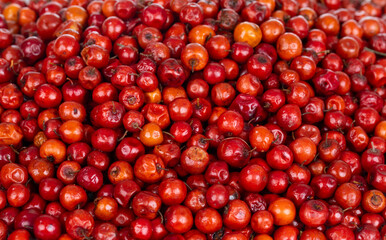Indian Fruit Red Berry Also Know as Bor, Bora or Bore