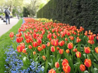 tulips in the park