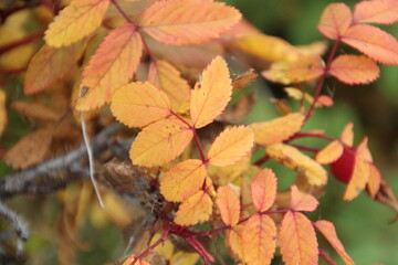 Leaves Of Autumn, Jasper National Park, Alberta