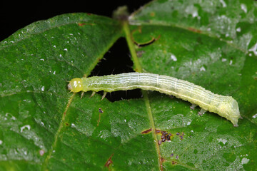 Small cotton bridge worm inhabits plants, North China