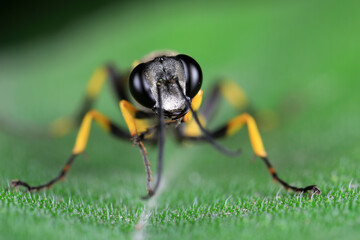 mud dauber live on green leaves